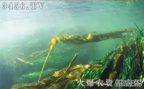 改善土壤問題，少了“海藻微生物菌肥”可不行
