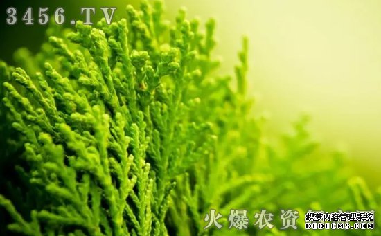 改善土壤問題，少了“海藻微生物菌肥”可不行